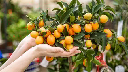 Перетворіть дім на мандариновий сад — працюючі методи вирощування - 290x166