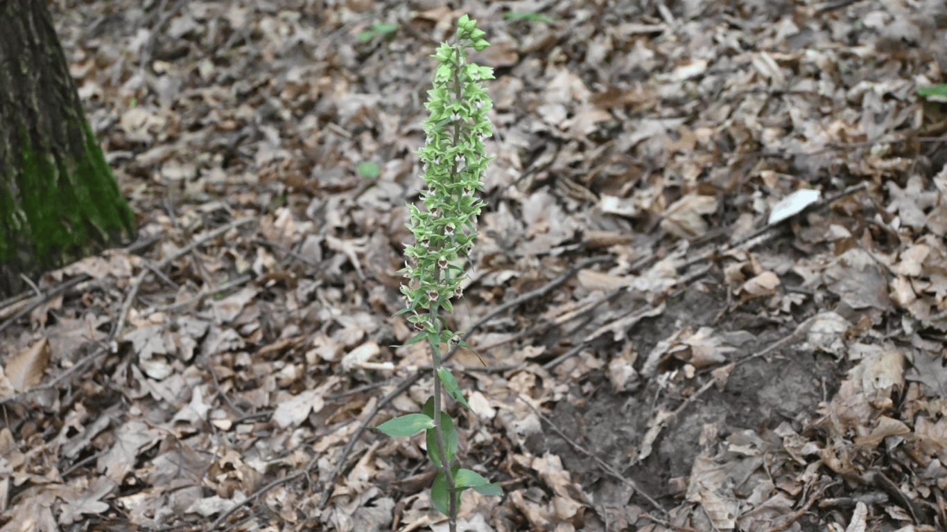 Коручка пурпурная в природном заповеднике "Медоборы".