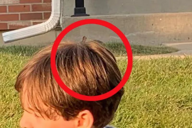 Головоломку розгадують лише 1% — знайдіть маленького кролика на великій галявині - фото 3