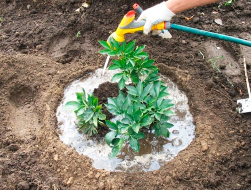 Полив пионов