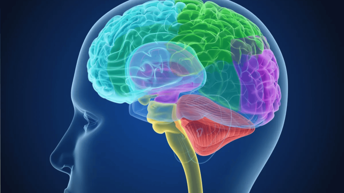 Вчені виявили в мозку людини невідому раніше мембрану
