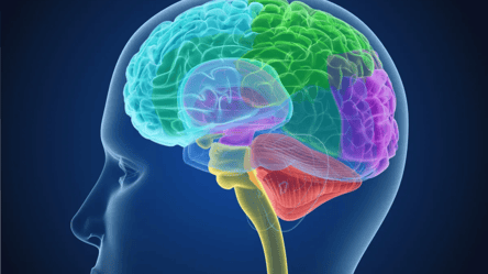 Действует как щит: ученые обнаружили в головном мозге человека ранее неизвестную мембрану - 285x160