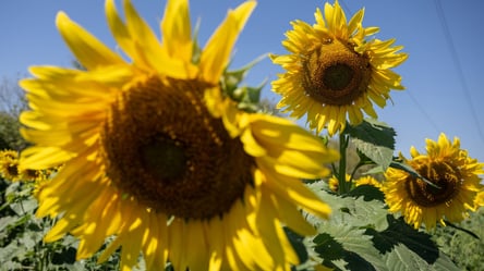 В Україні соняшник на агроринку подорожчав до 30 500 гривень за тонну - 285x160