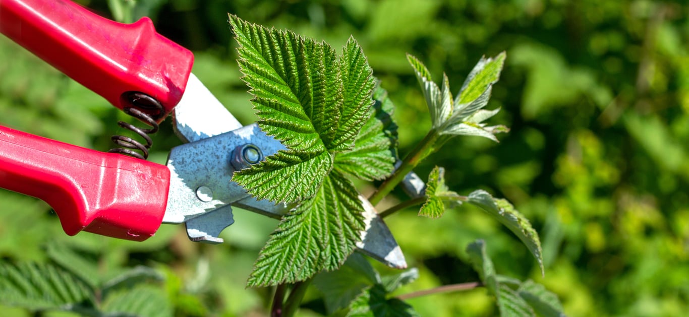 Обрезка малины