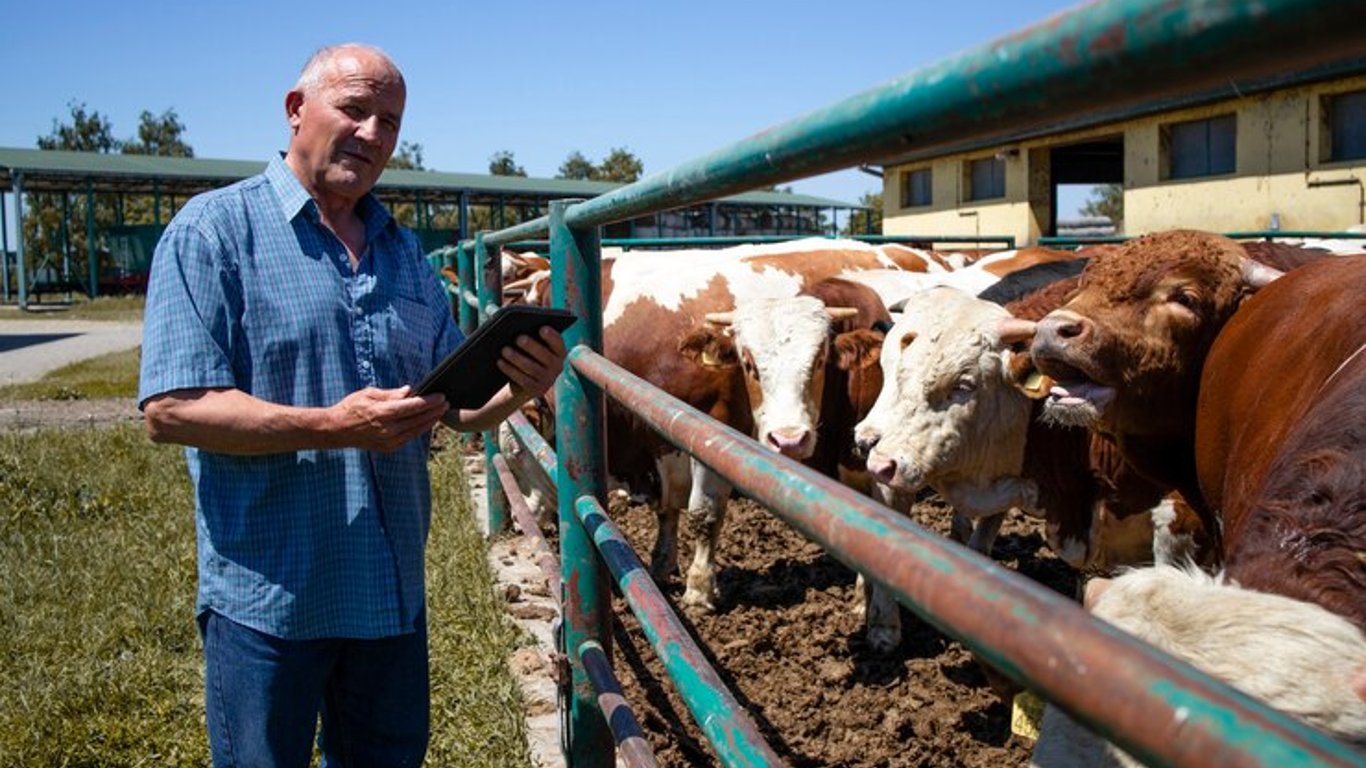 Робота скотарем на фермі в Естонії — свіжа вакансія, умови та зарплата
