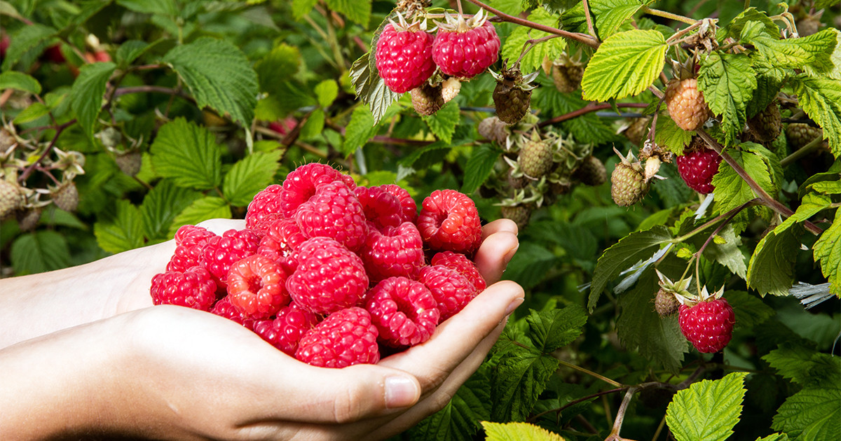 Raspberry harvest