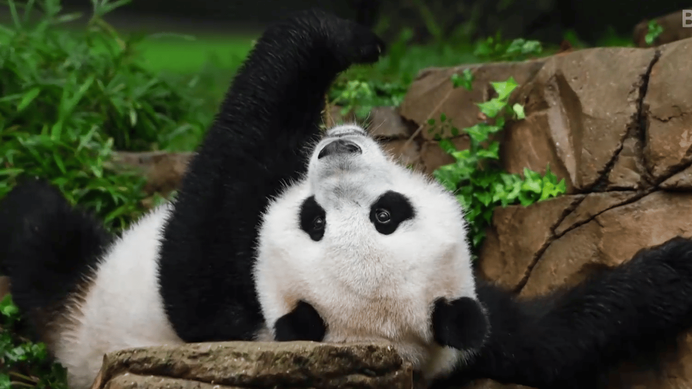 Китай забирає своїх панд із зоопарків США: що трапилось