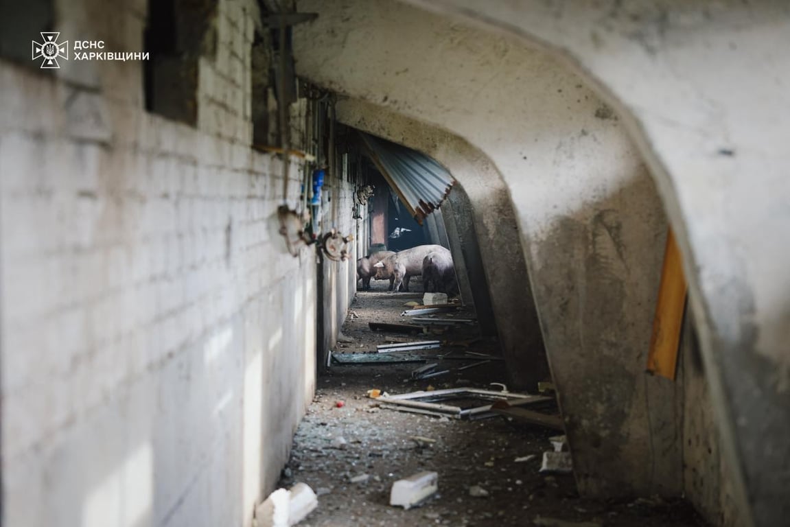 Thousands of animals killed on a farm in Kharkiv region due to drone attack - photo 1