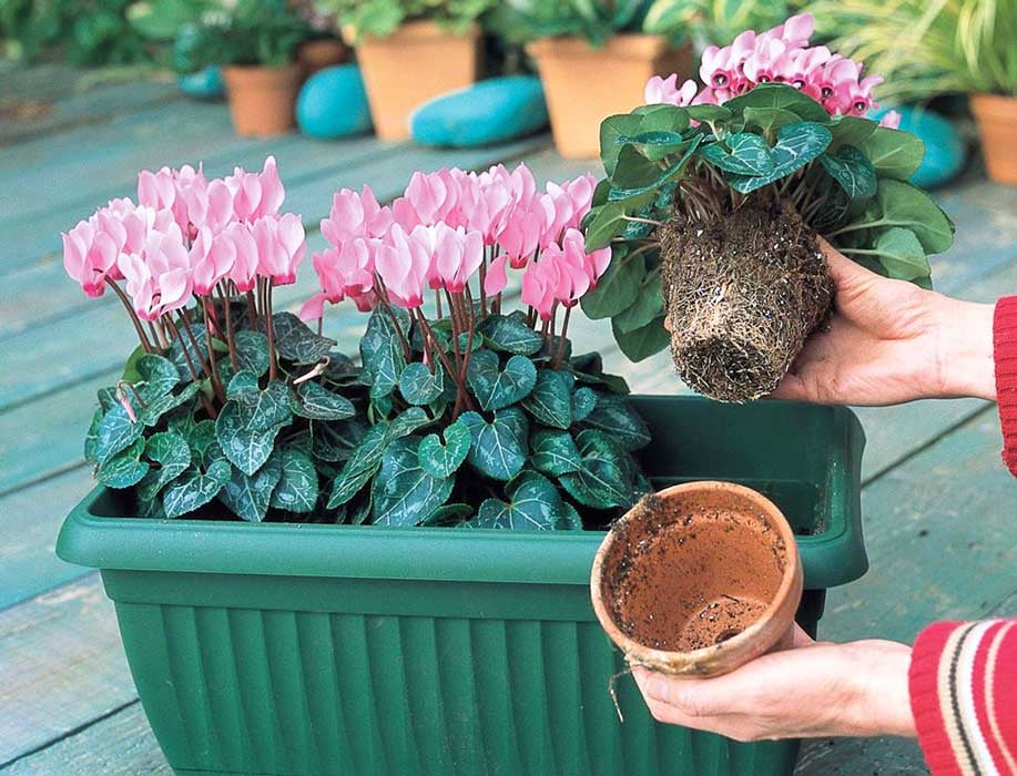 Уход за цикламеном