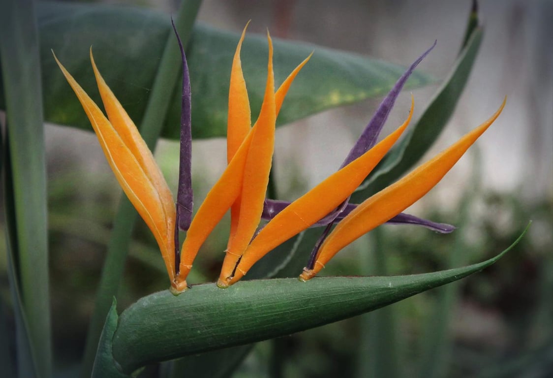 В Днепре внезапно расцвело тропическое ядовитое растение - что о нем известно