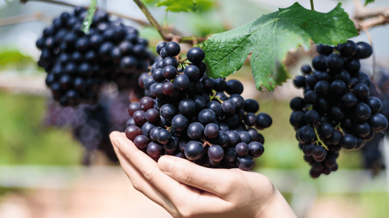 Чим підживити виноград у червні, щоб мати рясний урожай — дієві поради для дачників