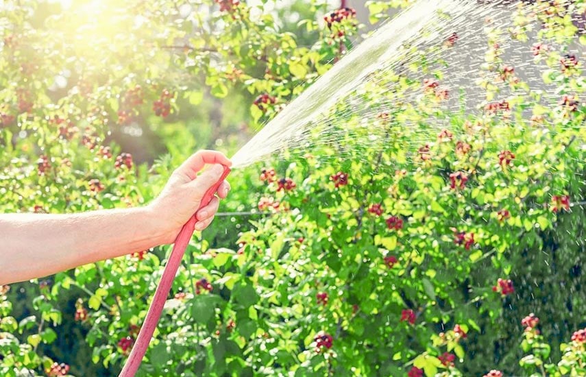 Садовник, поливающий ежевику