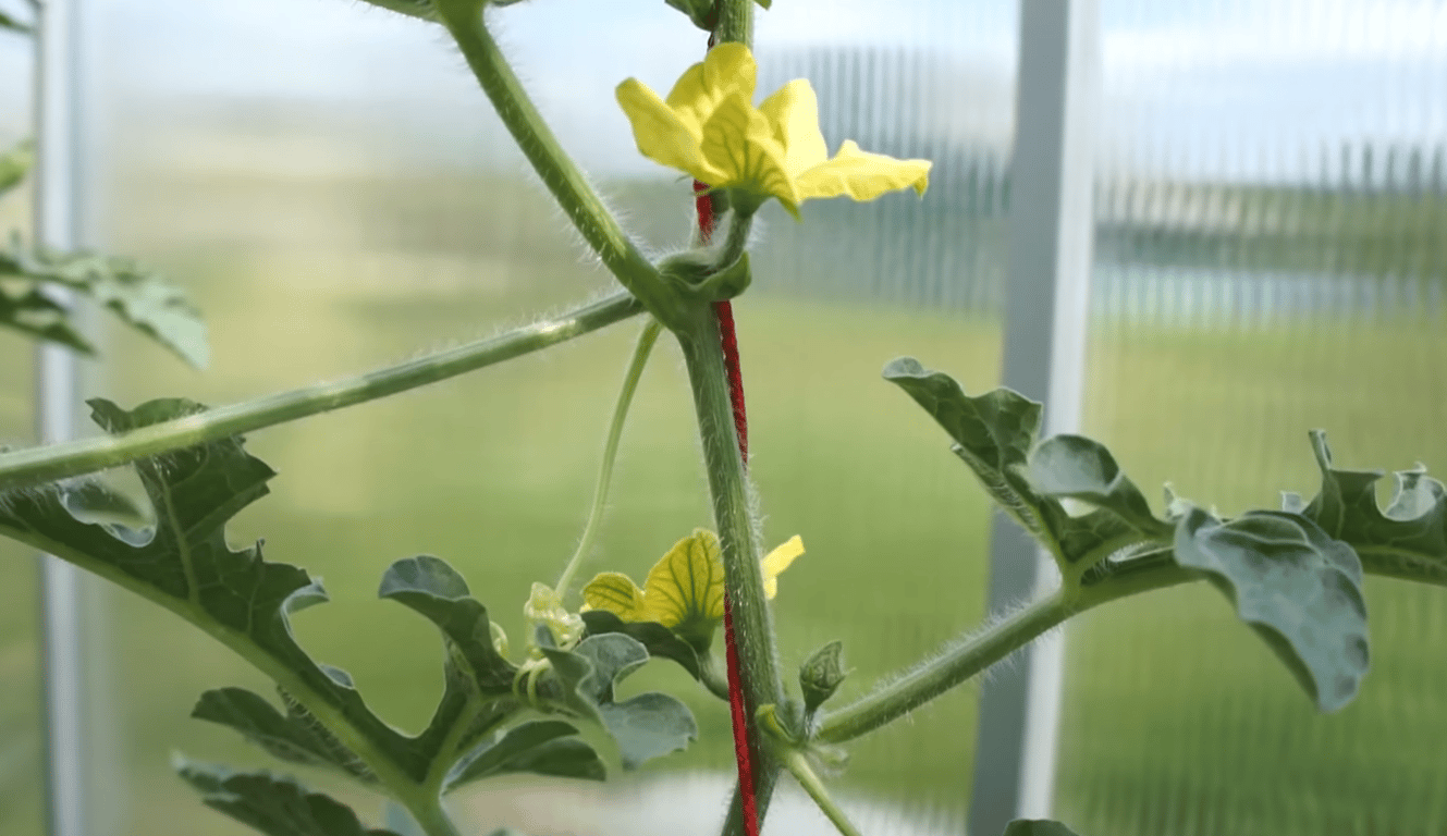 Женские и мужские цветы на арбузах