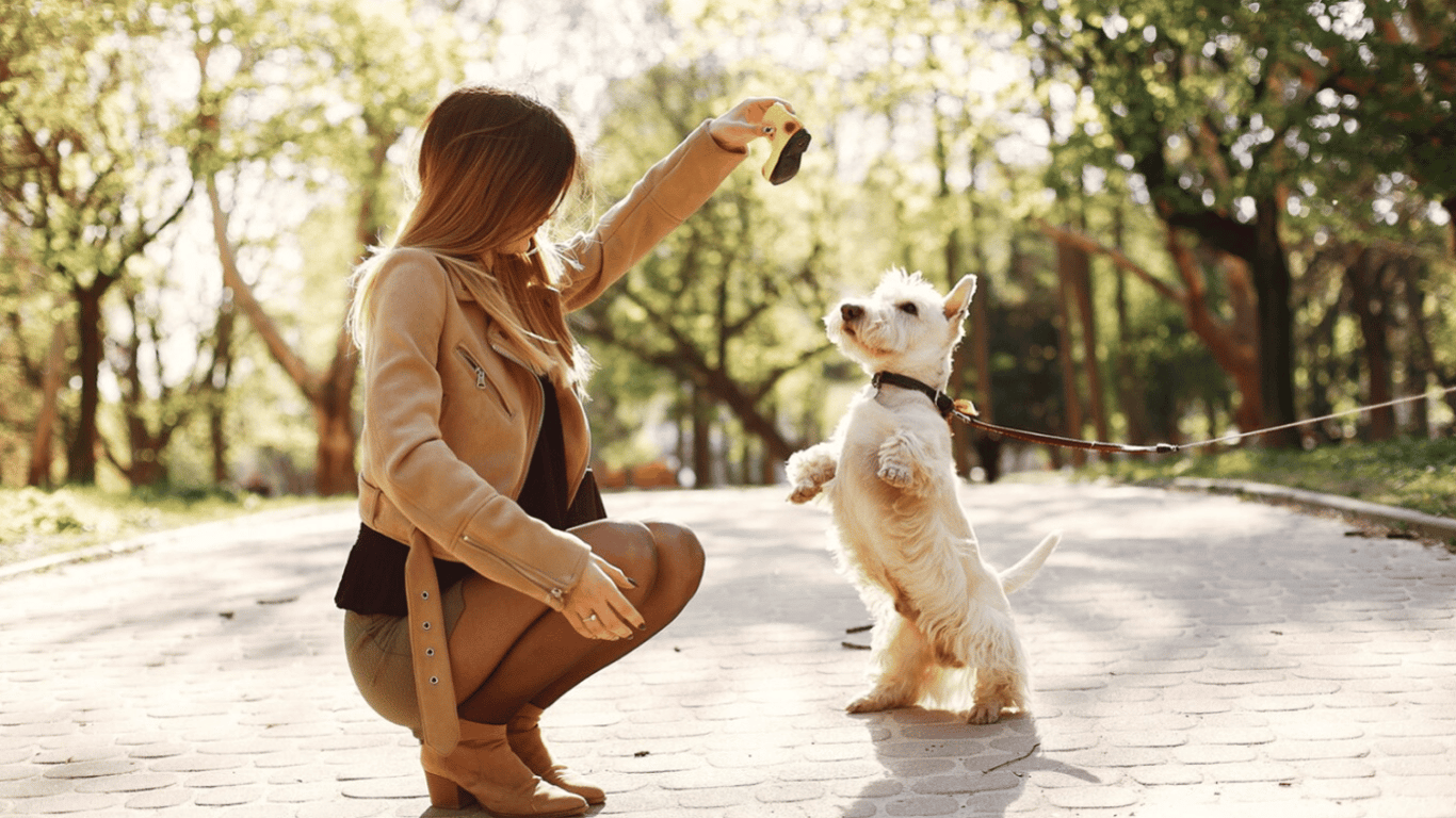 Яку собаку варто взяти тим, в кого ніколи не було цуценя — ТОП-5 найкращих порід