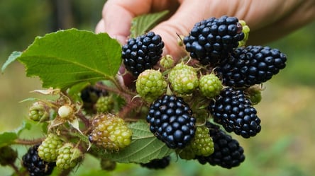 Лучшие сорта ежевики для сада — как не ошибиться с выбором - 285x160