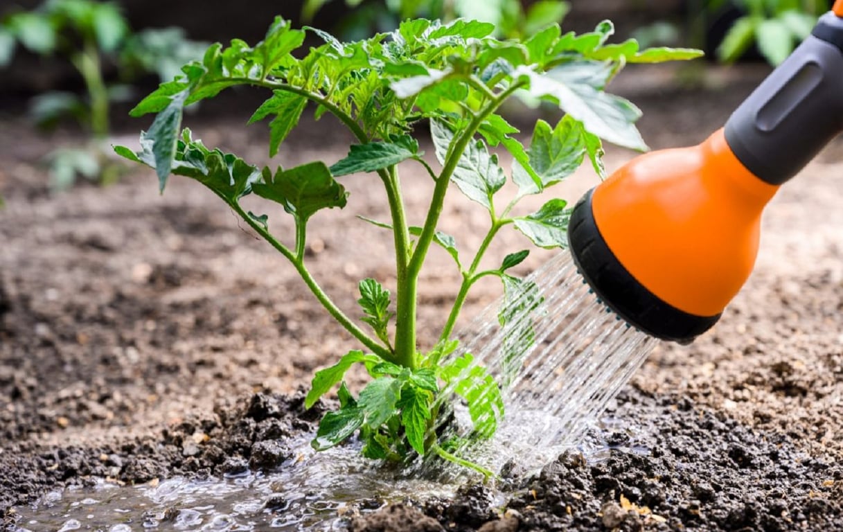 Процесс полива помидоров на огороде