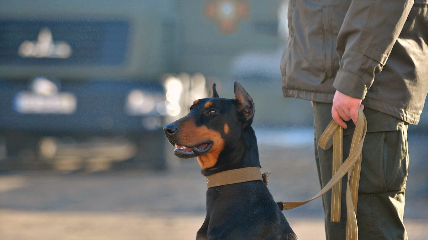 В Одессе служебная собака нацгвардейцев обнаружила наркотики