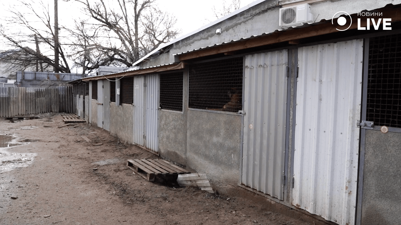 Вольєри притулку "Ковчег"