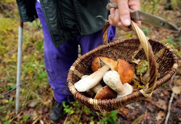 Человек с грибами в корзине