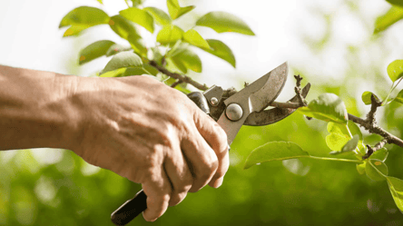 Успейте обрезать эти деревья до сентября 2025 — советы дачникам - 285x160