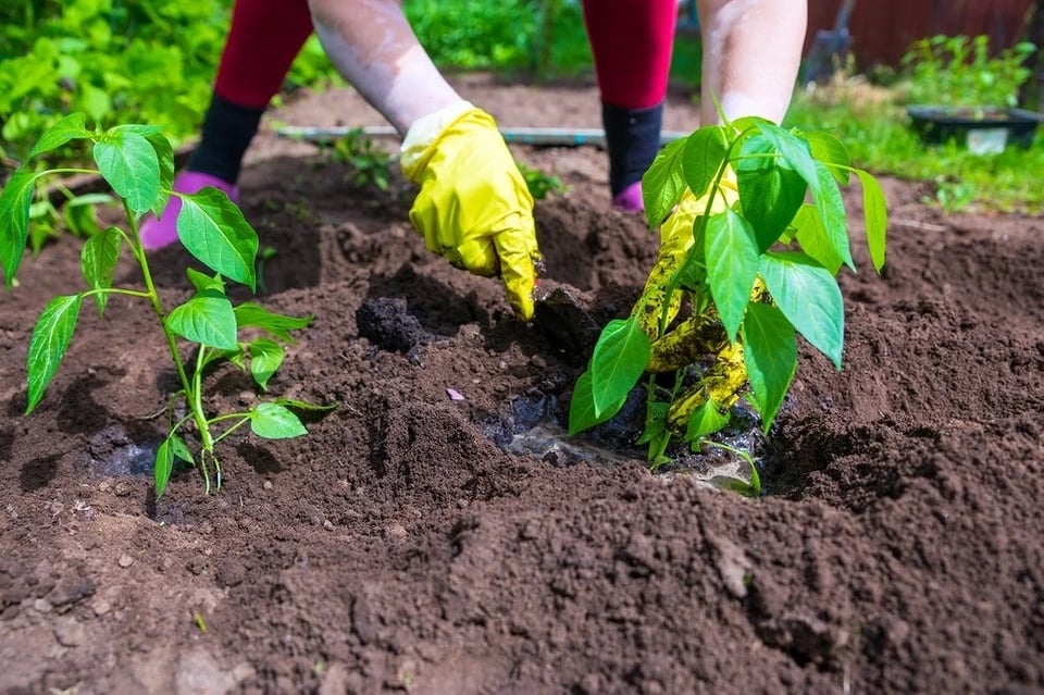 Що покласти в лунку при посадці перцю для рекордного врожаю