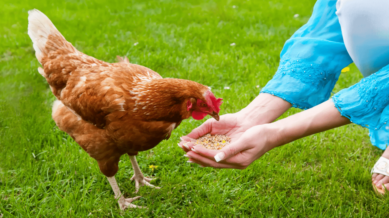 Дівчина годує курку з рук.