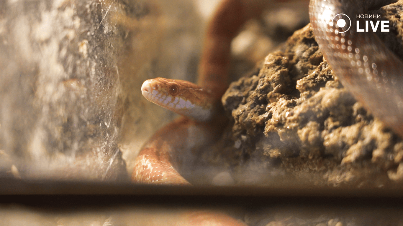 Маленькая змея в зоопарке. Фото: Новини.LIVE