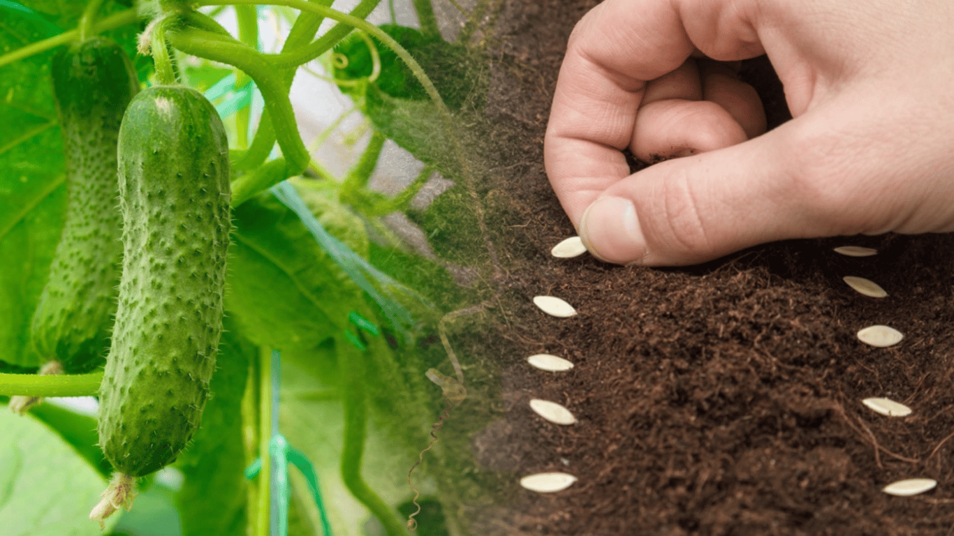 Когда сеять огурцы в апреле 2026 по лунному календарю: урожайные даты