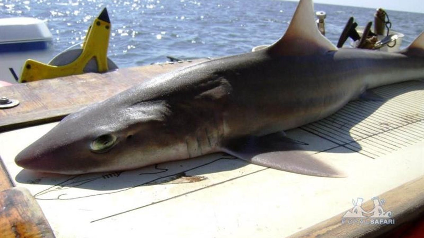 Акула в Одессе — на пляже Лузановка нашли акулу