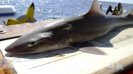 На одесский пляж заплыла черноморская акула. Фото, видео - 285x160