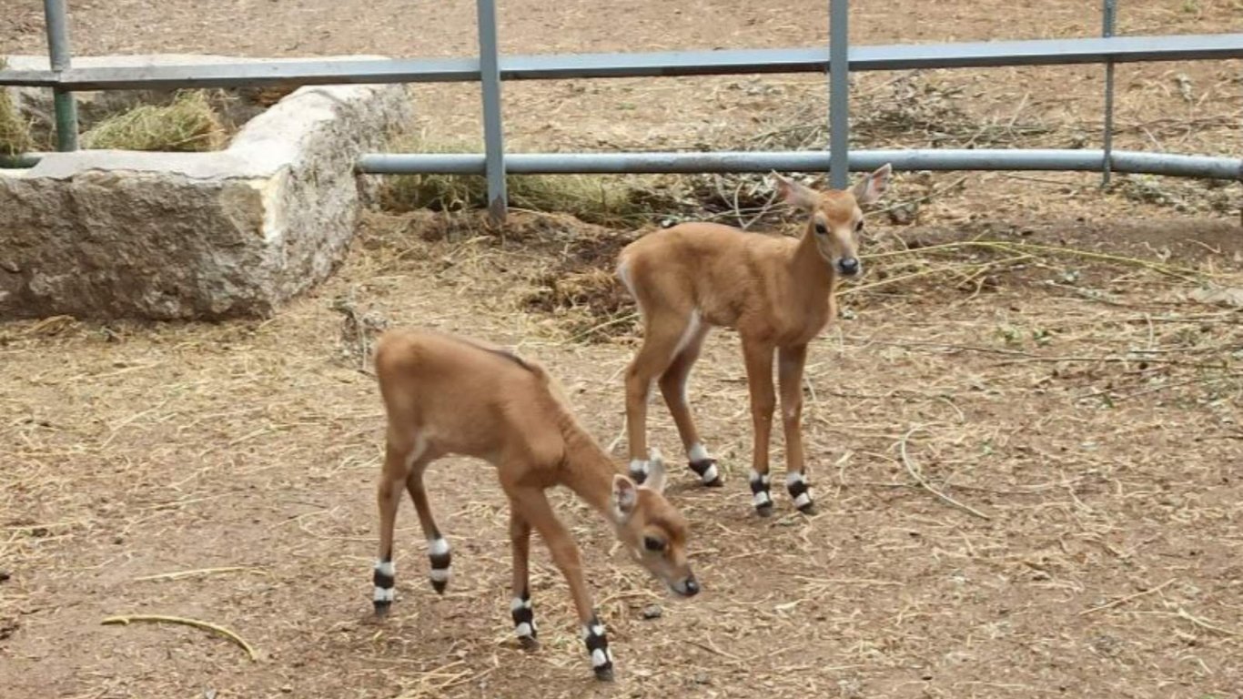 В Одесском зоопарке родились "голубые антилопы"