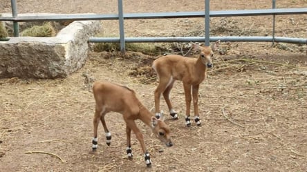 В Одеському зоопарку народились ''блакитні антилопи'' - 285x160