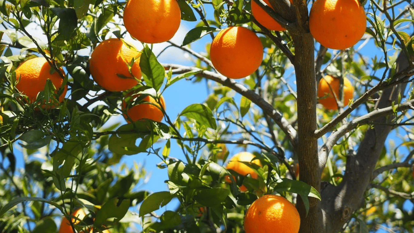 У чому користь апельсинів