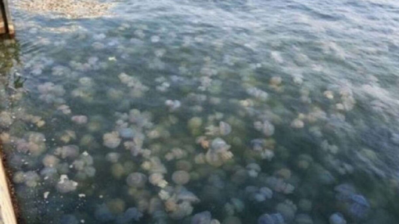 Азовское море кишит медузами даже зимой - видео