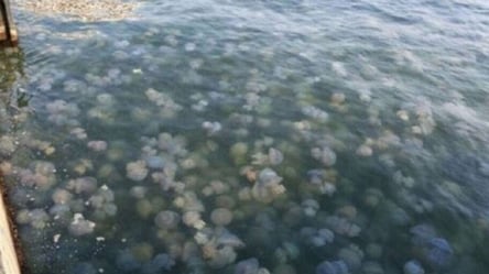 Вода, как кисель: Азовское море кишит медузами даже зимой. Видео - 285x160
