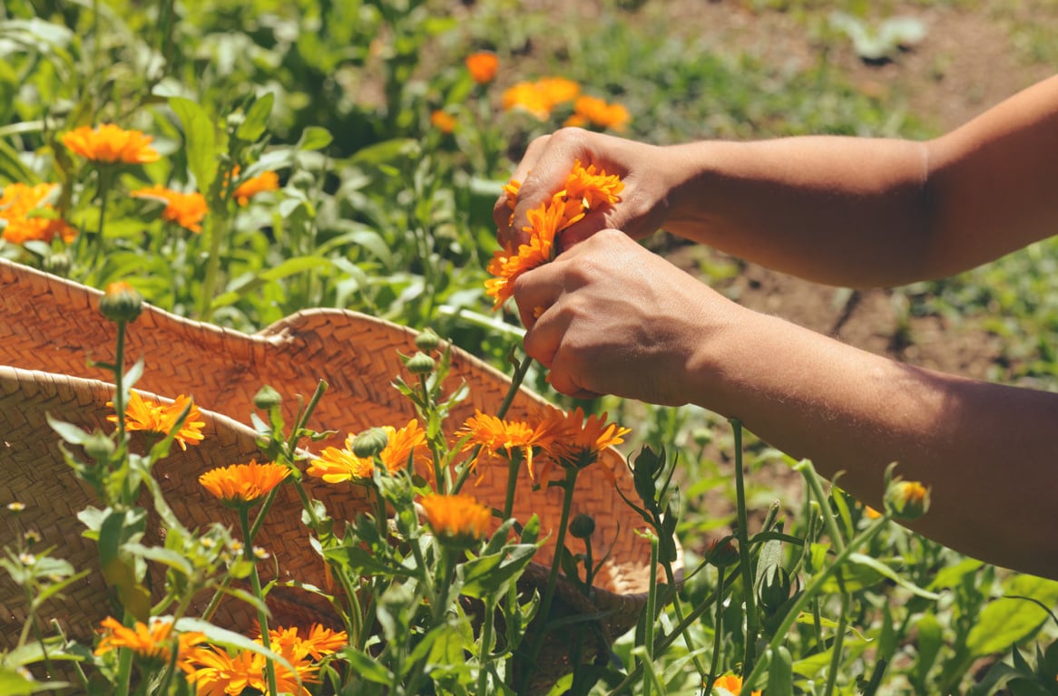 Why calendula is worth sowing in the garden