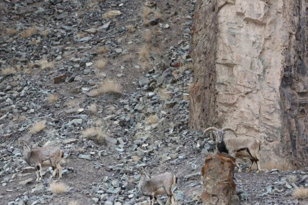 На гірських цапів чекає небезпека — допоможіть вчасно помітити хижака на фото - фото 1