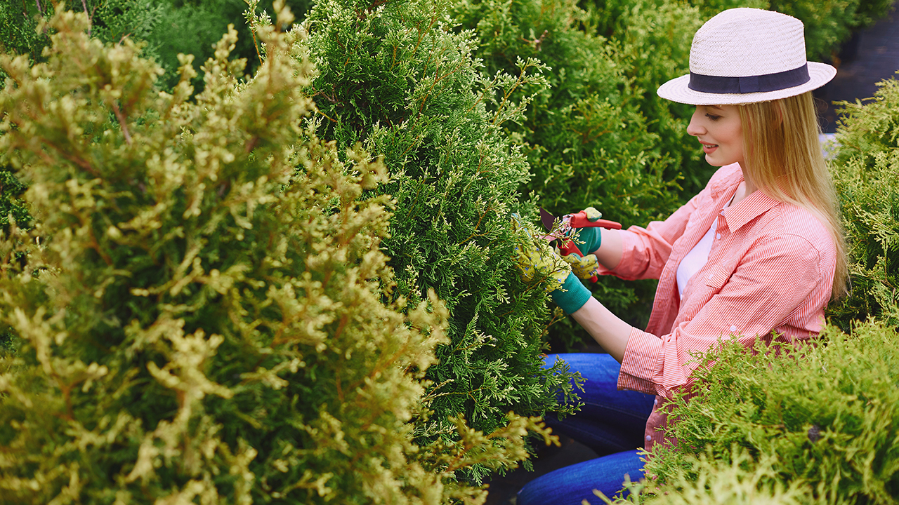 Туя пожовтіла та почала сохнути — у чому причини та як врятувати дерево
