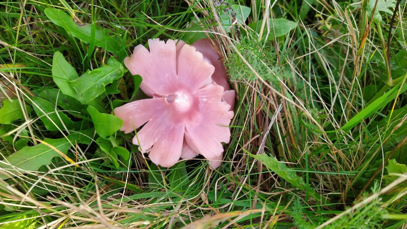 Porpolomopsis calyptriformis на території Національного природного парку.
