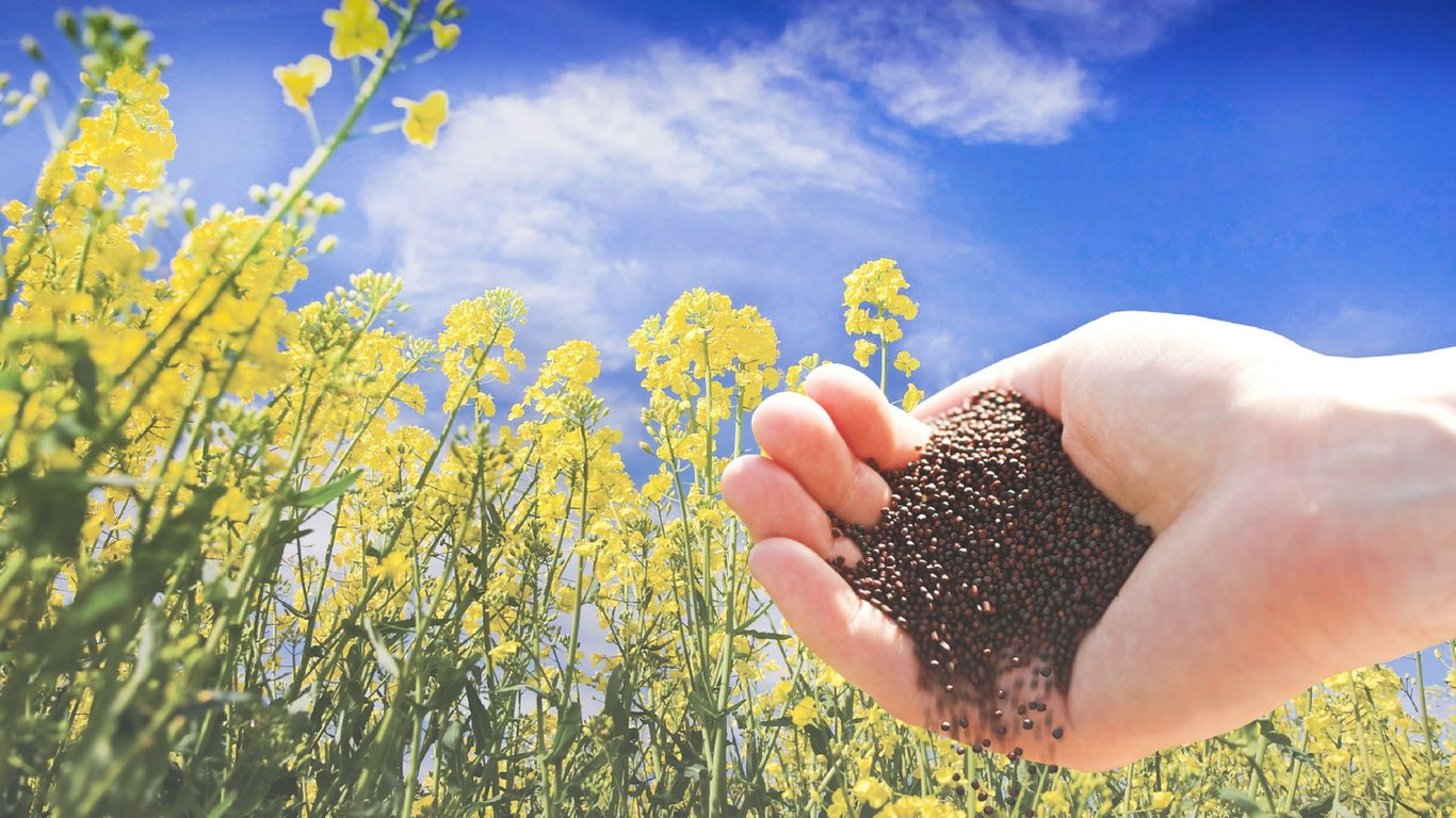 Як сіяти ріпак у вересні