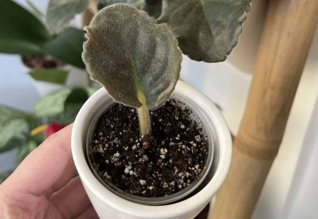 Як укорінити листок фіалки у ґрунті