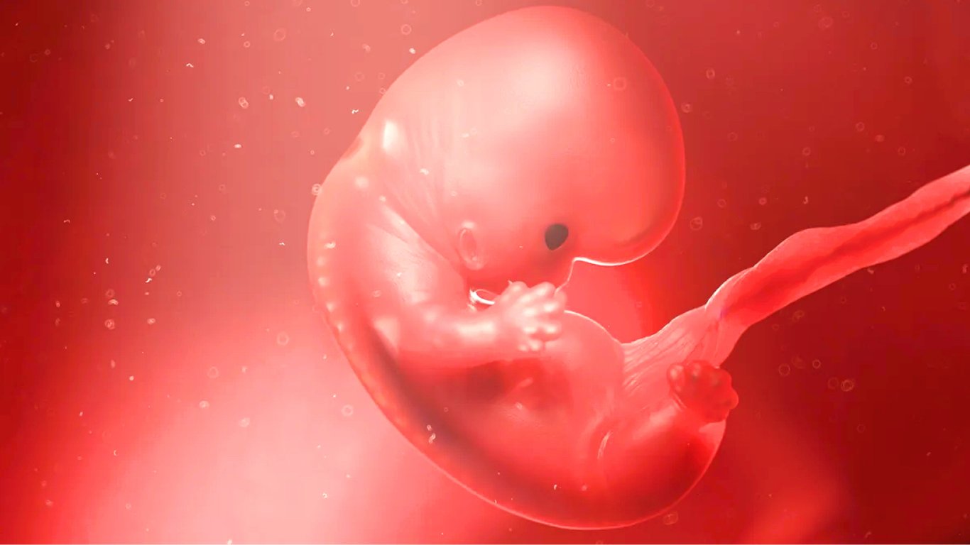 Ученые впервые вырастили мини-органы из человеческой околоплодной жидкости