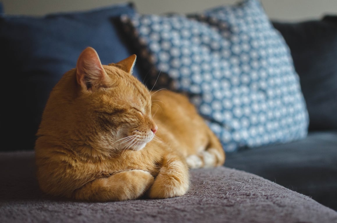 Як кішкам вдається мурчати: вчені дізналися походження дивовижного котячого звуку