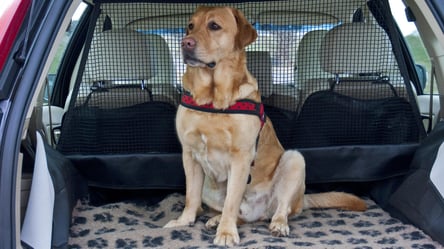 Идеальный попутчик — 10 пород собак, хорошо справляющихся с путешествиями в авто - 285x160