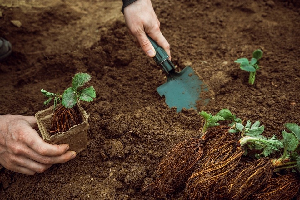 Пересадка клубники на огороде