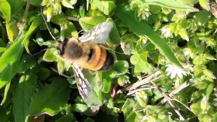 В Тузлівських лиманах з'явилися дикі бджоли — яку користь несуть - 290x166
