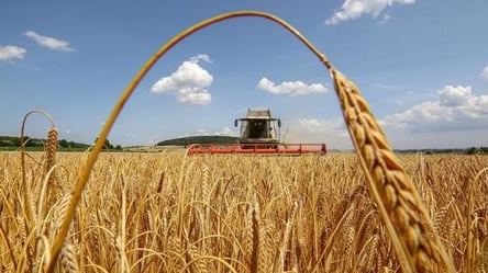 Во Львове ожидается катастрофический рост цен на хлеб и другие продукты - 290x160