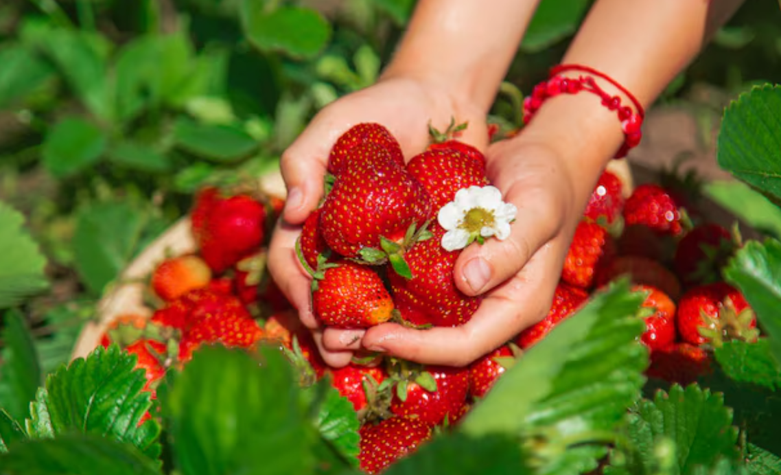 Урожай клубники в саду