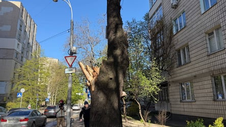 Буря в Киеве уничтожила 150-летний каштан Иващенко: символ города упал - 290x166