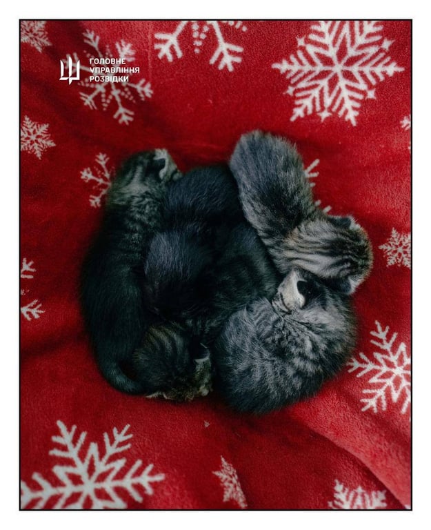 Коти, яких розвідники ГУР евакуювали зі Зміїного